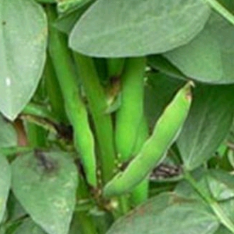 Broad Bean Imp. Green Longpod